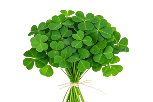 Freshly gathered four-leaf clover bouquet display, cut out