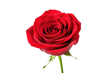 Blooming red rose showcasing vibrant petals, cut out
