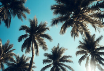 summer vintage panoramic banner tropical palm sky style travel trees web background view blue tree beach below coconut under warm tropics foliage green header sunny paradise leaf outside season