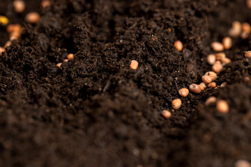 seeds of the same radish variety sown in fertile soil