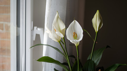 Peace lily blooming next to a window.
