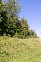 the edge of the mixed forest with deciduous trees and green grass