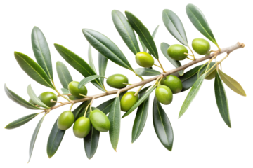 vector illustration of olive branch