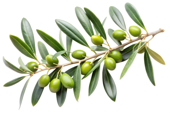 vector illustration of olive branch