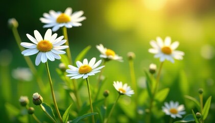Fototapeta premium Sunlit chamomile blossoms with vibrant green foliage , spring, yellow, wellness