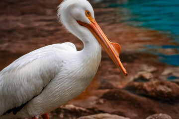 Great White American Pelican