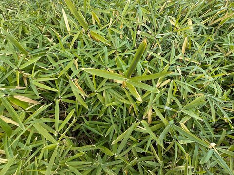 Pygmy bamboo fresh and green leaves park ornamental plant. Close-up. Pleioblastus pygmaeus distichus. Pleioblastus is an East Asian genus of monopodial bamboos in the grass family Poaceae.
