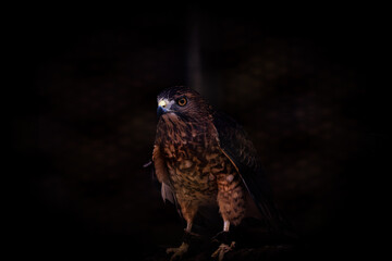 Majestic hawk in flight and perched: stunning wildlife stock photos showcasing sharp gaze, detailed feathers, and powerful presence in natural habitats for birdwatching and nature enthusiasts, animal
