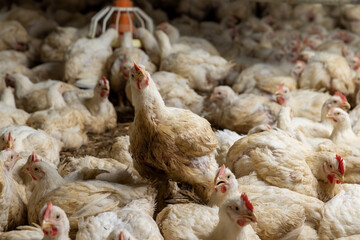 fat meat chickens in a cage  free workshop at a poultry farm in a rural area