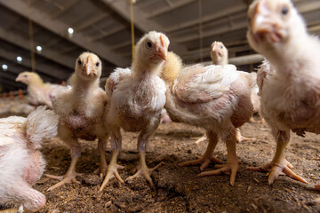 a poultry farm where chicken chickens are raised to produce meat products