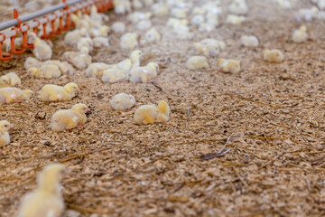 small chickens with yellow fluff in the large hall of the poultry farm