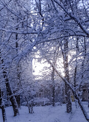 Winter landscape with snowy trees and sunlight filtering through branches