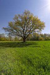 a tree growing in a field with green wheat
