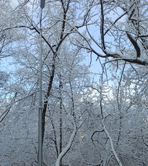 Winter landscape with snowy trees and sunlight filtering through branches