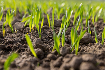 green sprouts of frost  resistant wheat, close  up