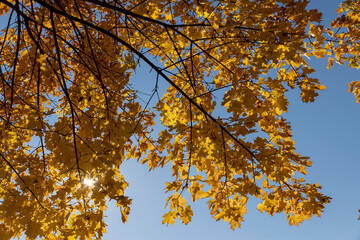 yellowing maple foliage before leaf fall