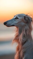 Fototapeta premium A close-up of an old, long-haired greyhound 