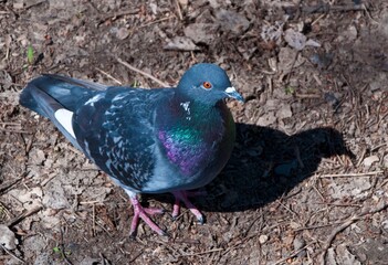 A pigeon is standing on the ground with its head up