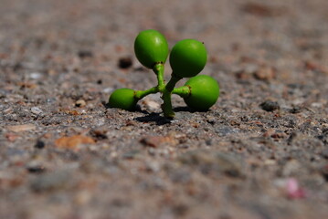 A small green plant with four leaves is on the ground