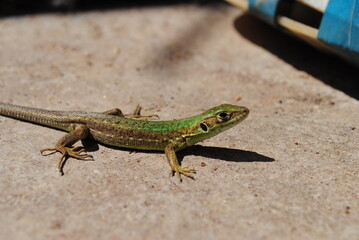 A green lizard is laying on the ground