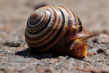 A small, brown and white snail is laying on the ground