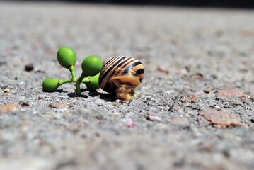 A small brown and white snail is on the ground next to a green leaf