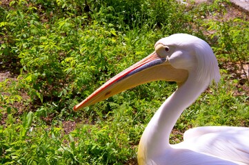A white pelican is standing in a field of green grass