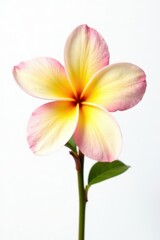 Fototapeta premium Close-up view, single frangipani, creamy yellow & pink, pure white backdrop, close-up, botanical