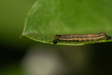 Close-up of a moth larva