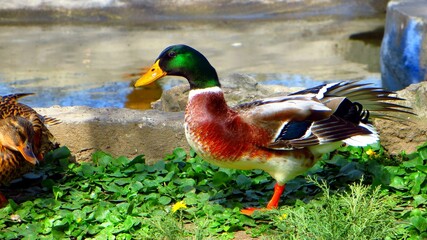 A duck is walking on the grass near a pond