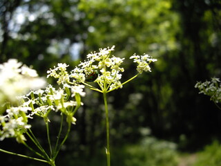 A close up of a bunch of white flowers with a bug on one of them