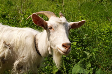 Fototapeta premium A goat with a black collar is standing in a field of grass