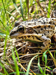A frog is standing in the grass