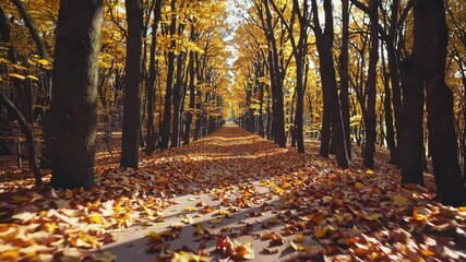 A serene walk through a picturesque forest during autumn captures the beauty of nature's vibrant colors. Golden leaves blanket the ground as trees sway gently.