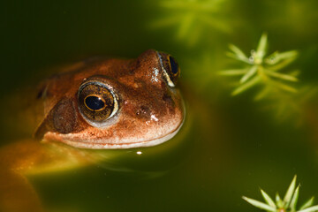 Close-up of a common frog