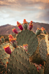 prickly pear cactus © Anna