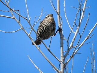 Female red-winged blackbird