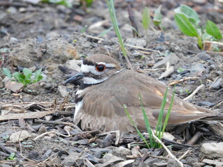 Killdeer