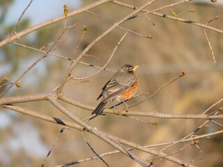 American Robin 
