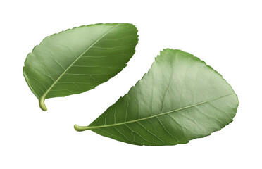 Obraz premium Fresh green leaves nature outdoor beauty isolated on transparent background