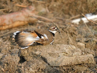 Killdeer display