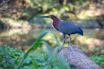 rufescent tiger heron (Tigrisoma lineatum) at a swamp at reserva ecologica costanera norte nature reserve, Buenos Aires, Argentina