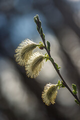 Delicate willow buds against a blurred natural background
