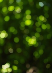 Fototapeta premium Bright green bokeh for natural background design bokeh green bokeh green abstract background light bright blur pattern