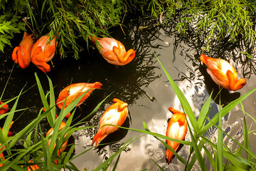Flamands roses au repos