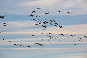 Large flock of cranes flying in blue spring sky. Bird migration time..