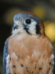American Kestrel 