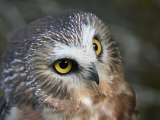 Northern saw whet owl