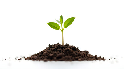 Young Plant Sprout Growing in Soil - Close-Up of Seedling with Green Leaves on White Background - Nature, Growth, and New Life Concept Image