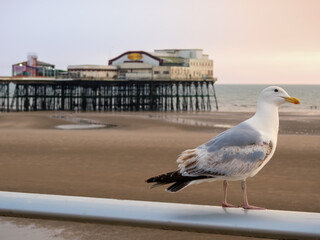 seagull perched on the railing of blackpool promenade which the north pier and beach in the background
